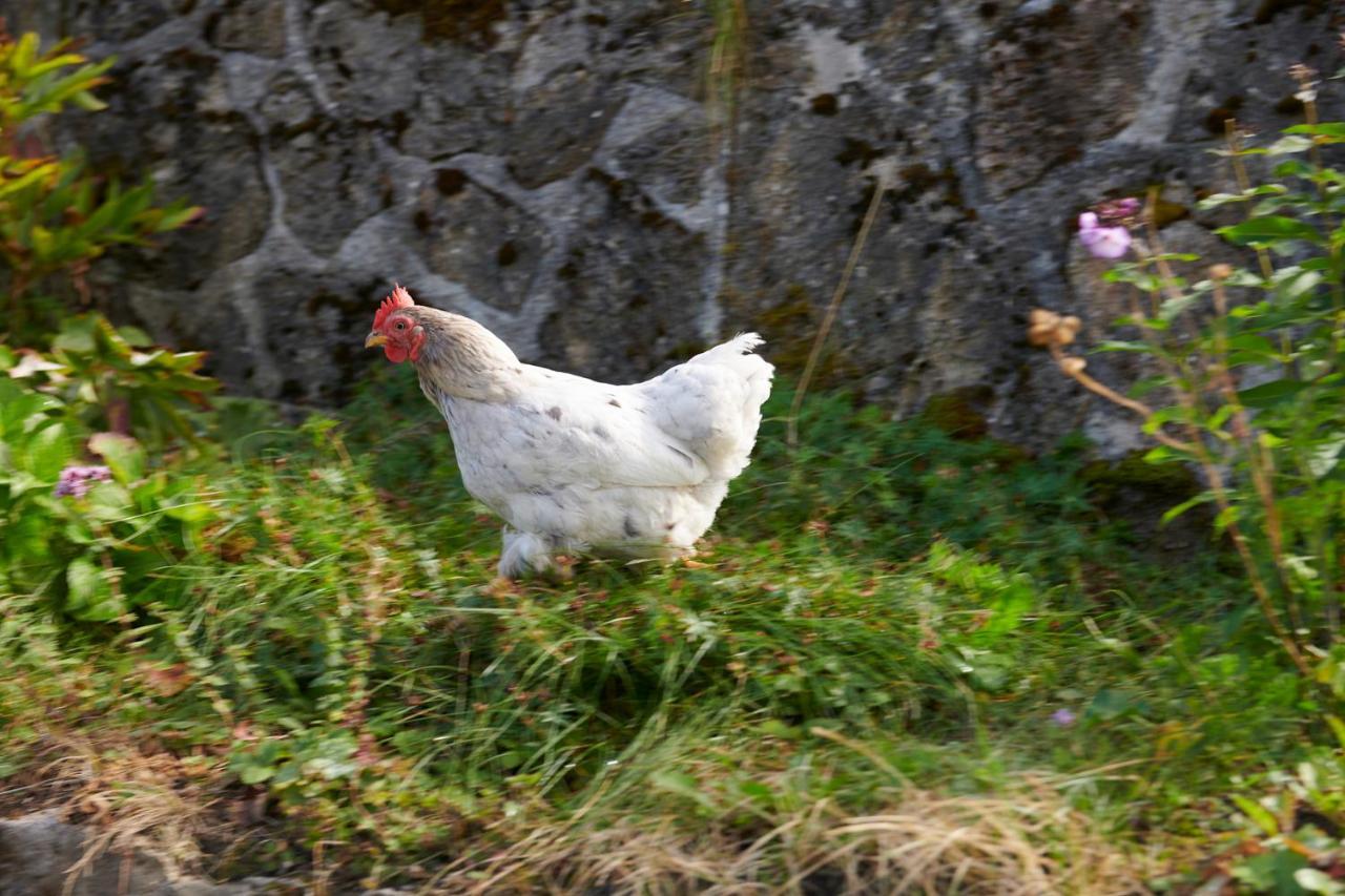 The Conscious Farmer Bed And Breakfast Sauerland ヴィリンゲン エクステリア 写真